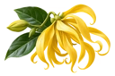 Ylang-Ylang